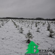 Так выглядели наши ели после посадки в поля питомника Внуково