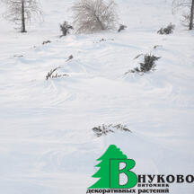 Горизонтальные можжевельники в полях