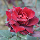 Розы чайно-гибридные (Каталог сортов чайно-гибридных роз)