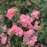 Розы полиантовые (флорибунда) (Каталог полиантовых роз)