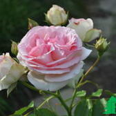 Розы полуплетистые (Каталог полуплетистых роз)