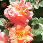 Розы Шраб (Каталог роз Шраб)