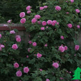 Розы Бурбон (Каталог роз Бурбон)
