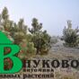 Сосна черная в полях Подмосковного питомника Внуково. Выращиваем декоративные растения- туя, ель, сосна и другое, на площади 55 гектар с 2004 года.