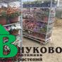 Отправляем растения в садовые центры от питомника Внуково