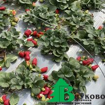 Выбор правильного сорта клубники для выращивания- залог богатого урожая