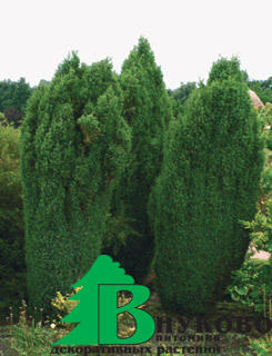 Можжевельник обыкновенный "Суецика" (Jniperus communis Suesica)