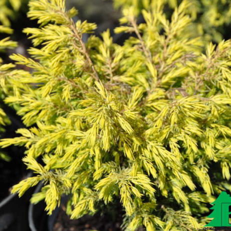 Можжевельник обыкновенный "Суецика Ауреа" (Jniperus communis Suesica Aurea)