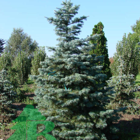 Пихта одноцветная (Abies concolor)