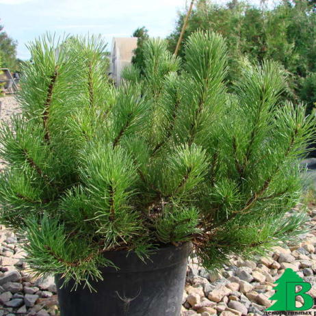 Сосна горная (Pinus mugo)