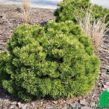 Сосна горная "Гном" (Pinus mugo Gnom)