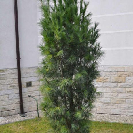 Сосна кедровая Европейская (Pinus cembra)