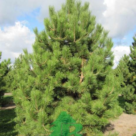 Сосна черная (Pinus nigra)