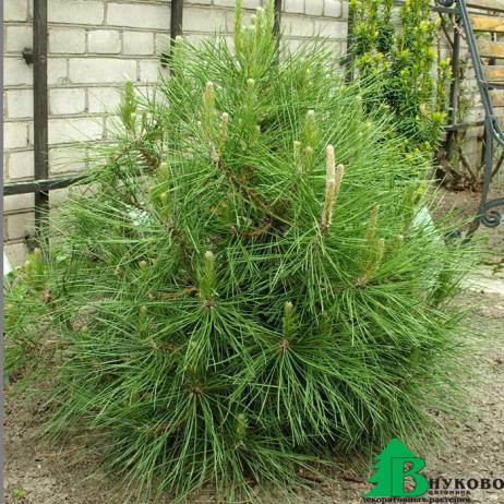 Сосна черная "Глобоза" (Pinus nigra Globosa)