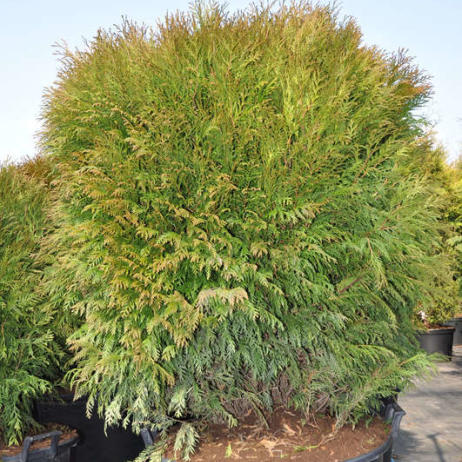 Туя западная Глобоза (Thuja occidentalis Globosa)