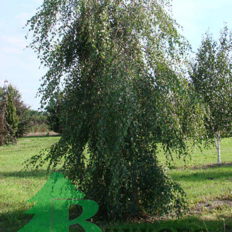 Береза плакучая "Юнги" (Betula pendula Youngii)