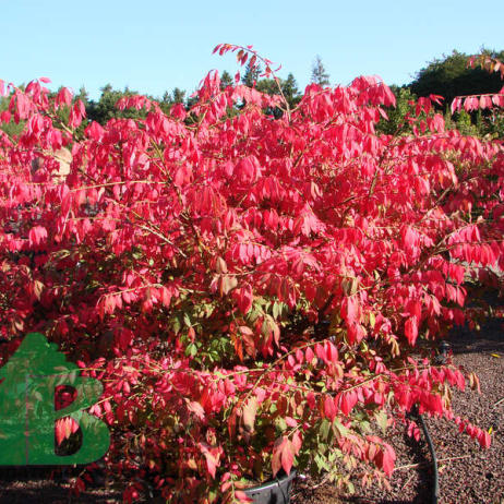 Бересклет крылатый (Euonymus alatus)