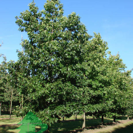 Дуб красный (Quercus rubra)