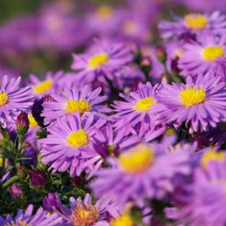 Астра кустарниковая "Блау Лагуне" (Aster dumosus Blaue Lagune)