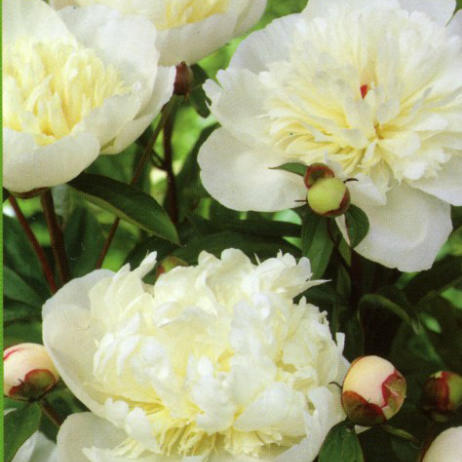 Пион "Имакулее" (Paeonia Immaculee)