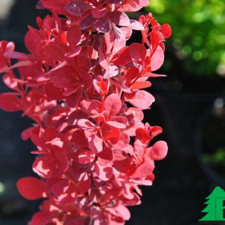 Барбарис тунберга "Орандж Рокет" (Breberis thunbergii Orande Rocket)