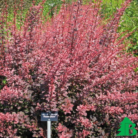 Барбарис тунберга "Розе Глоу" (Breberis thunbergii Rose Glow)