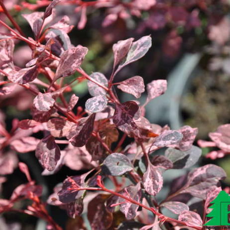 Барбарис тунберга "Харлекуин" (Breberis thunbergii Harleguin)