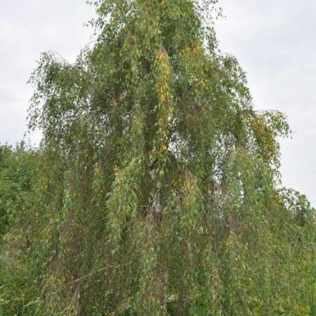 Береза повислая "Криспа" (Betula pendula Crispa)