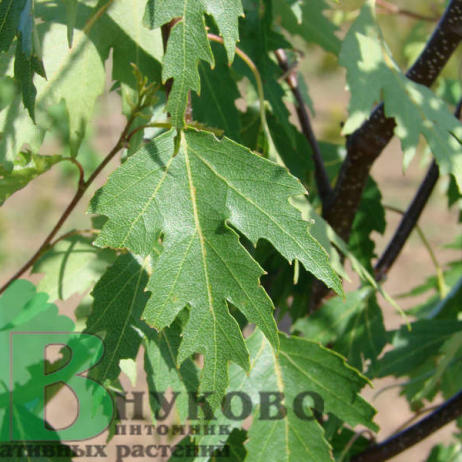 Береза плакучая "Лациниата" (Betula pendula Laciniata)