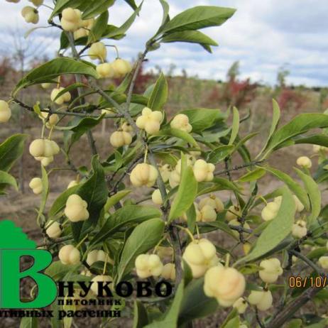 Бересклет Европейский "Альба" (Euonymus europaeus Albus)