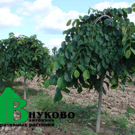 Вяз голый "Кампердоуни" (Ulmus glabra Camperdownii)