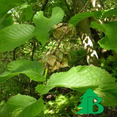 Вяз голый (Ulmus glabra)