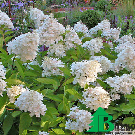 Гортензия метельчатая "Грандифлора" (Hydrangea paniculata Grandiflora)