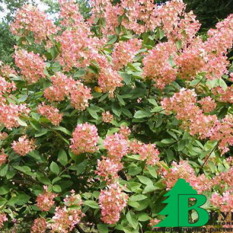 Гортензия метельчатая "Пинк Даймонт" (Hydrangea paniculata Pink Diamont)