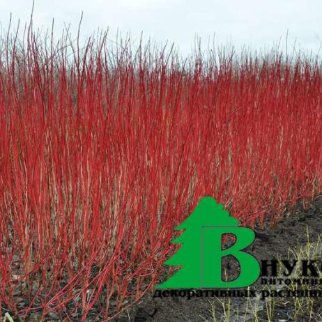 Дерен белый "Сибирика" (Cornus alba Sibirica)