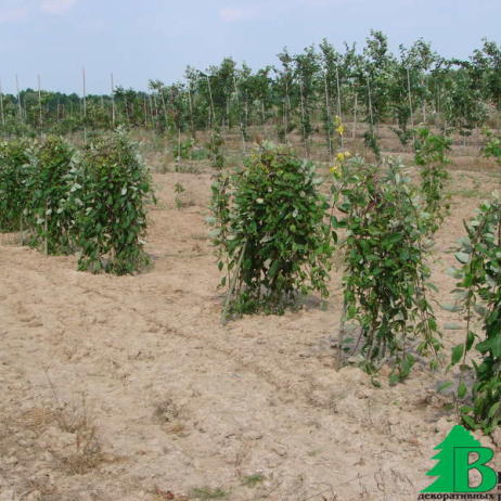 Ива козья "Пендула" (Salix caprea Pendula)