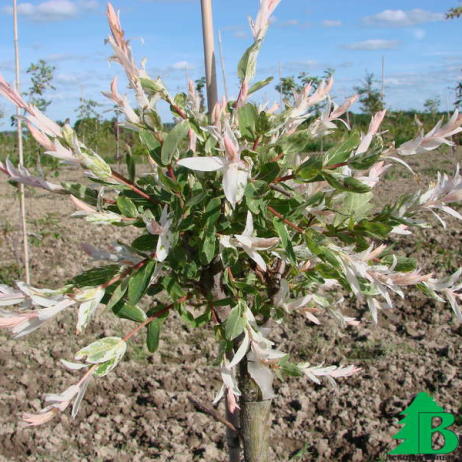 Ива цельнолистная "Хакуро-Нашики" (Salix integra Hakuro-Nishiki)