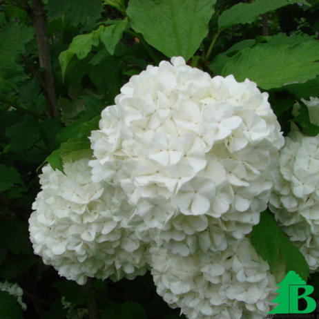 Калина обыкновенная "Розеум" (Viburnum opulus Roseum)