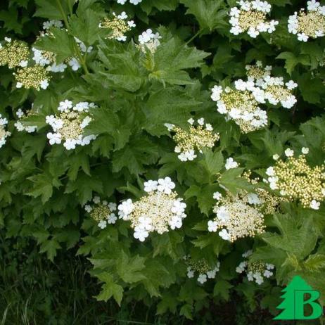 Калина обыкновенная "Компактум" (Viburnum opulus Compactum)