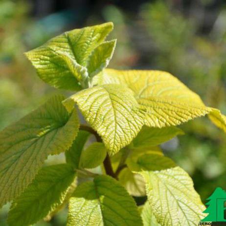 Калина гордовина "Аурея" (Viburnum lantana Aureum)