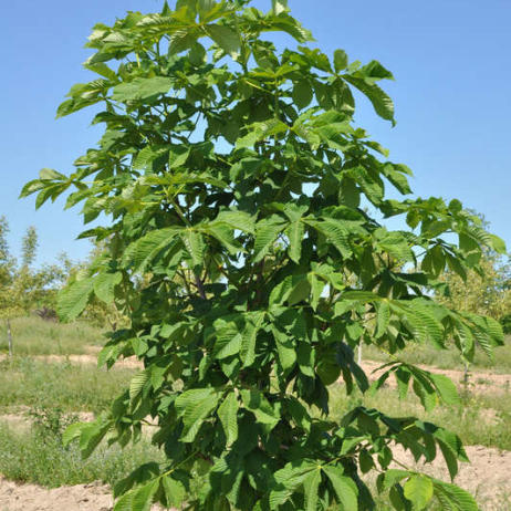 Каштан конский (Aesculus hippocastanum)