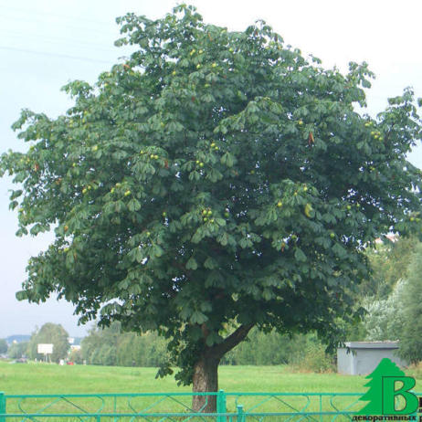 Каштан конский шаровидный  (Aesculus hippocastanum Umbraculifera)