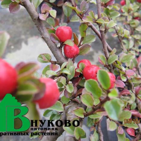 Кизильник горизонтальный (Cotoneaster horizontalis)