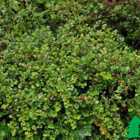 Кизильник горизонтальный "Боер" (Cotoneaster horizontalis Boer)