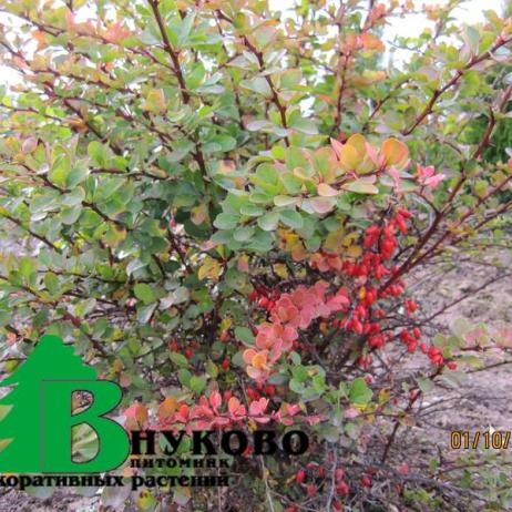 Барбарис тунберга (Berberis thunbergii)