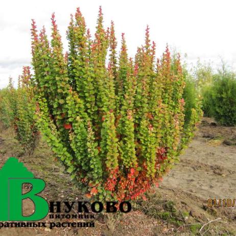 Барбарис тунберга "Эректа" (Berberis thunbergii Erecta)