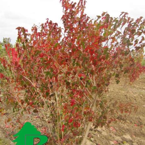 Клен "Гиннала" (татарский) (Acer tataricum ginnala)