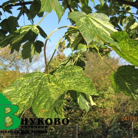 Клен явор "Леопольди" (Acer pseudoplatanus Leopoldii)