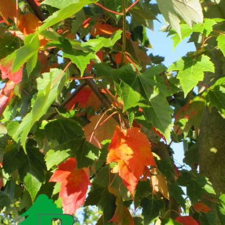 Клен красный (Acer rubrum)