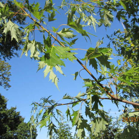 Клен серебристый (Acer saccharinum)